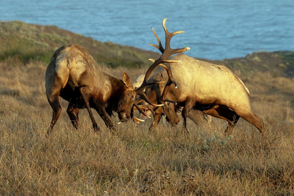 Tule Elk Bulls Fighting_5169