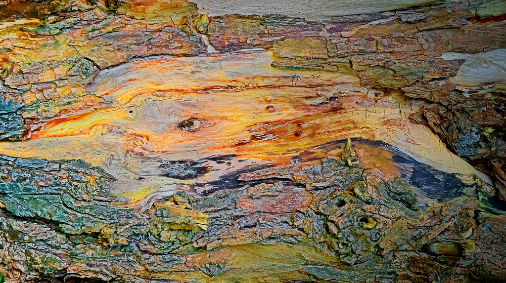 Abstract 14 | Decay of a tree, nature reserve De Doode Bemde… | Flickr