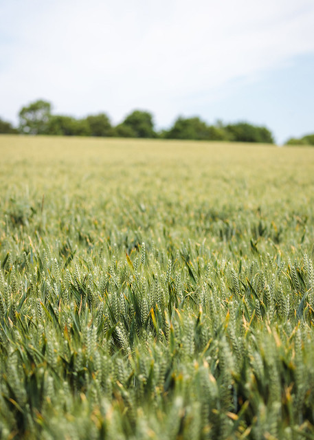 Ripening Crops