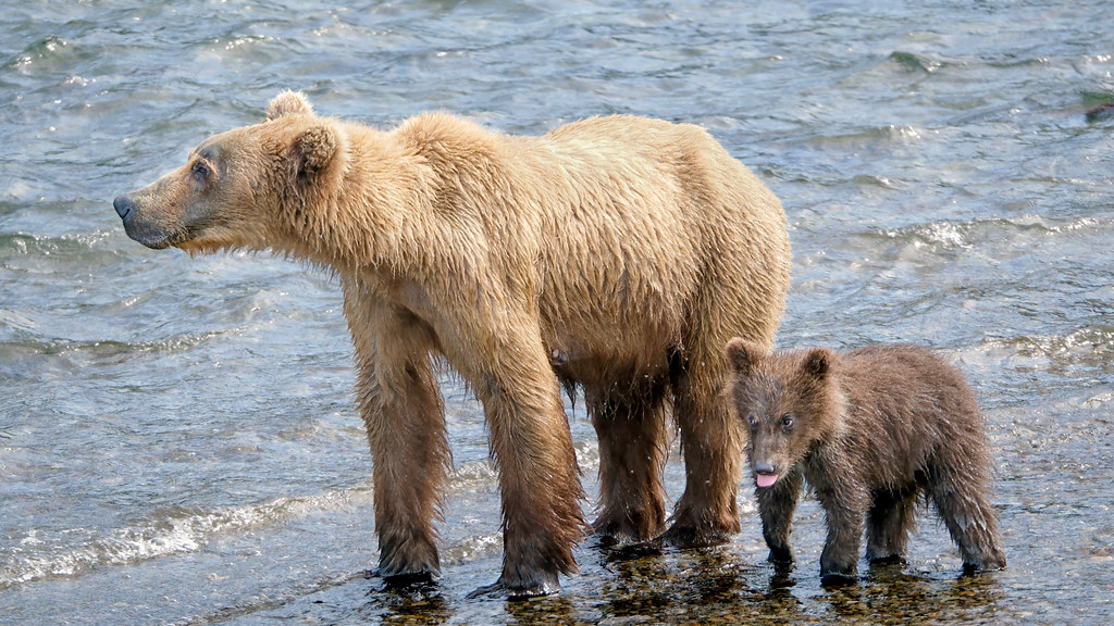 Alaska Peninsula Brown Bears (Ursus arctos gyas)_DSCF1186