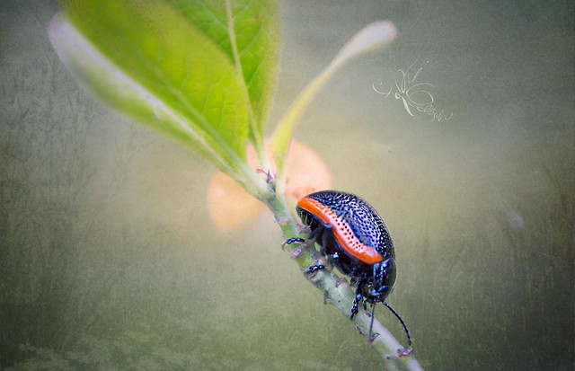 Toadflax leaf beetle (Chrysolina sanguinolenta)