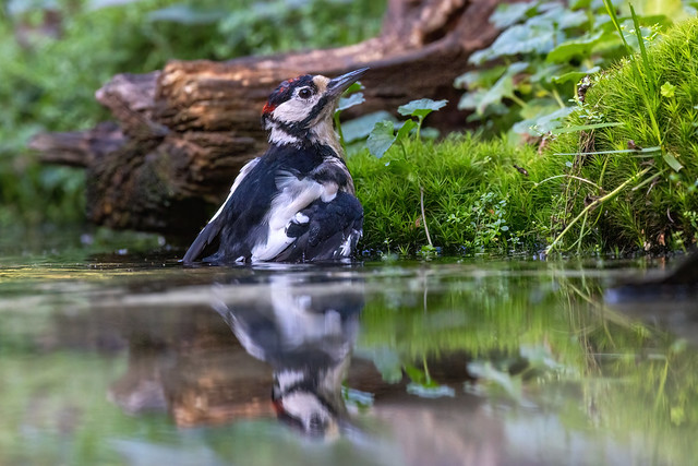 Großer Buntspecht / Great spotted woodpecker