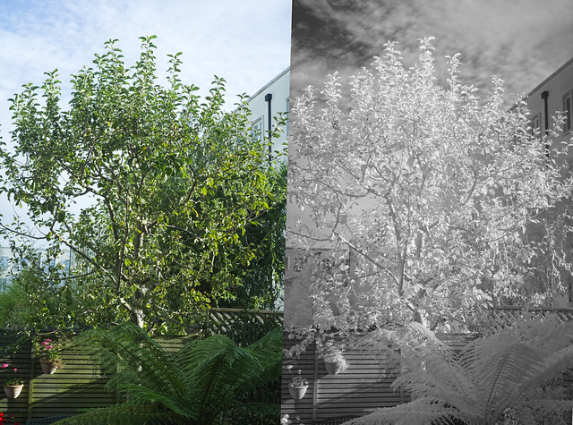 Apple tree in visible light (left) and NIR (~800nm, right)