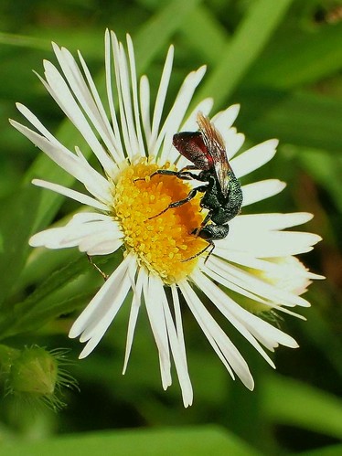 Mining Nectar. Cuckoo Wasp, Hedychrum sp., on Erigeron, Fleabane, Meuse Corridor, Venlo, The Netherlands