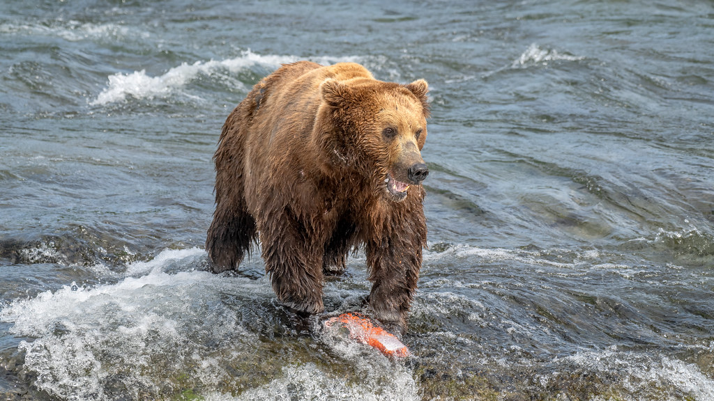Alaska Peninsula Brown Bear (Ursus arctos gyas)_DZ83523