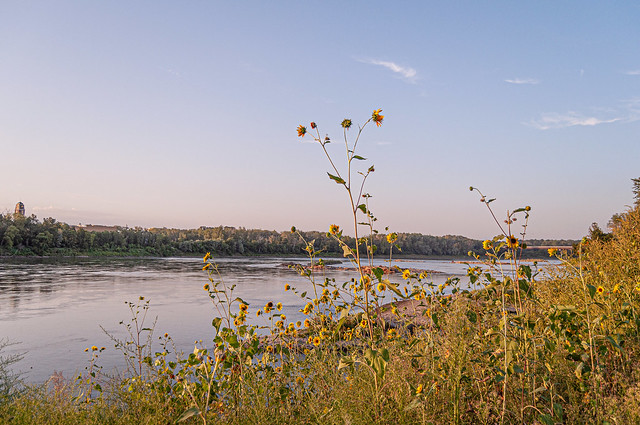 Sunflowers Growing on the Banks of the Missouri River