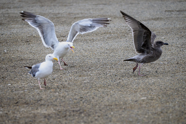 Fighting Gulls