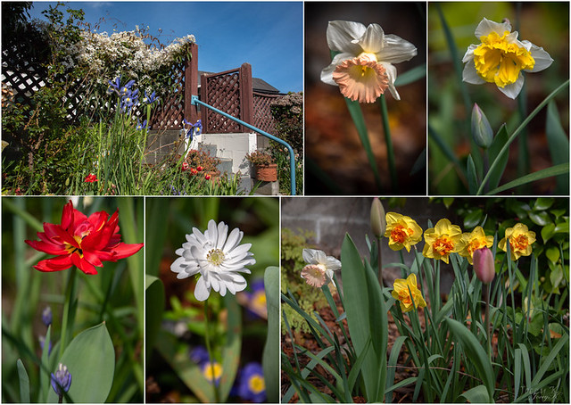 Spring Collage from Akaroa