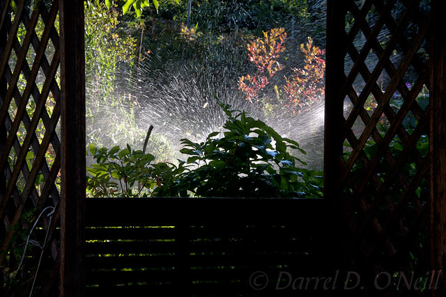 A Late-summer's Morning in the Garden 3