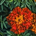 2023-MFDG408-Dig Marigold blossom Lum edited