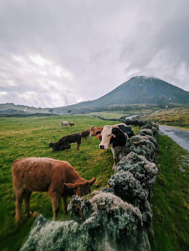 Cows under Mount Pico