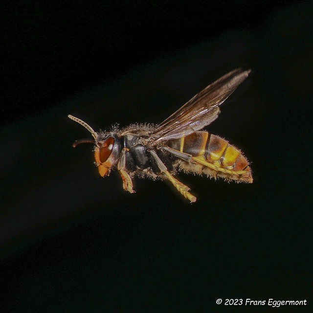 DSC08858 - Aziatische hoornaar - Asian hornet