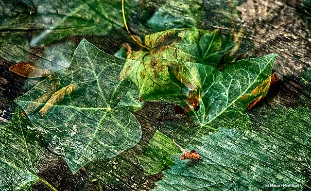 Green Leaves - Photo Art