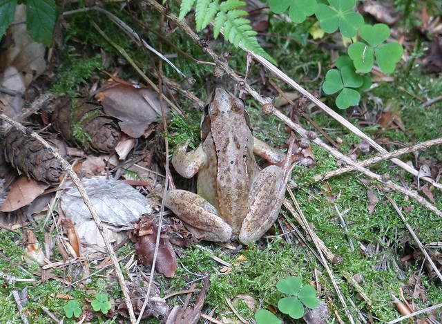 Frosch / Frog - Birkenfelder Wald-14-sept-23
