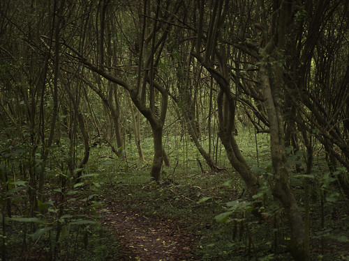 Into the Privet woodland