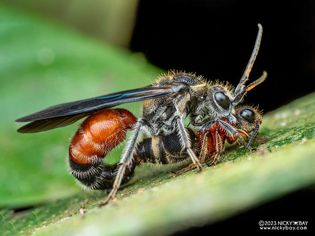 Velvet ant (Trogaspidia sp.) - P8076716