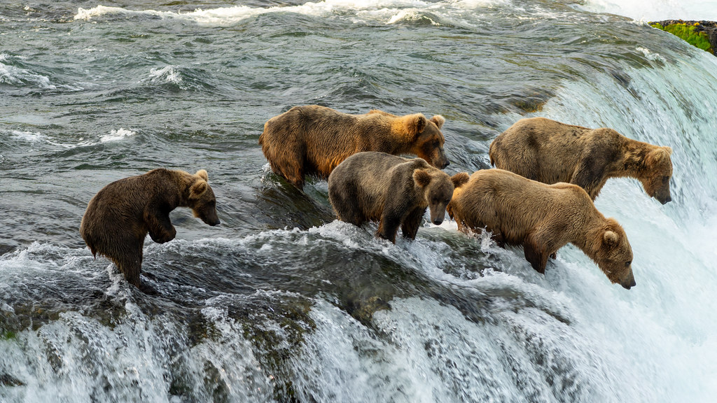 Bears Lineup at the Falls