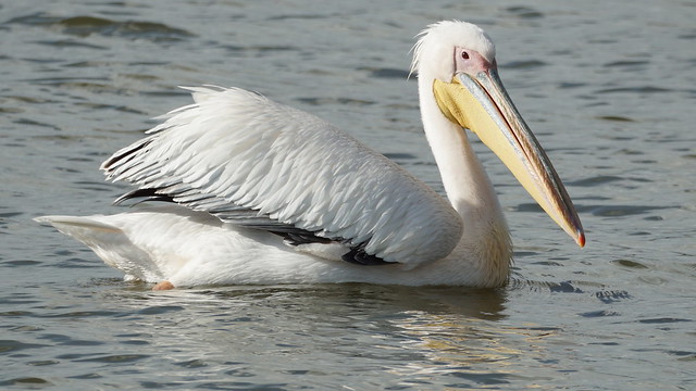 Pelican - LAke Naivasha - Kenya