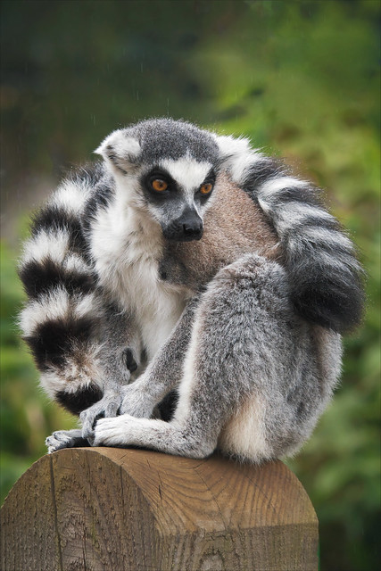 Ring-tailed Lemur using its tail as a scarf (EXPLORED)