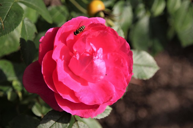 Flower fly on the blooming rose