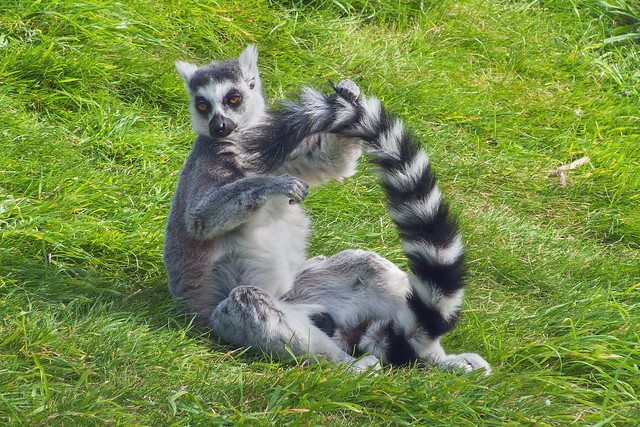 Ring-tailed Lemur attending to its tail
