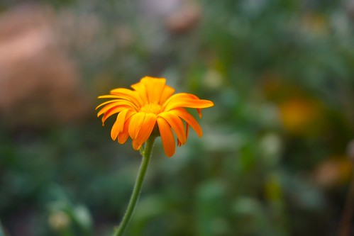 The beauty | by horstjudykaiser