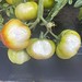 White spots on tomato fruits