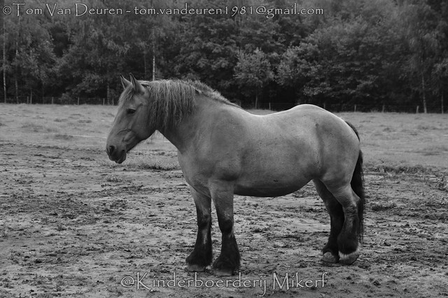 Brabants trekpaard - equus ferus caballus - Belgian Horse