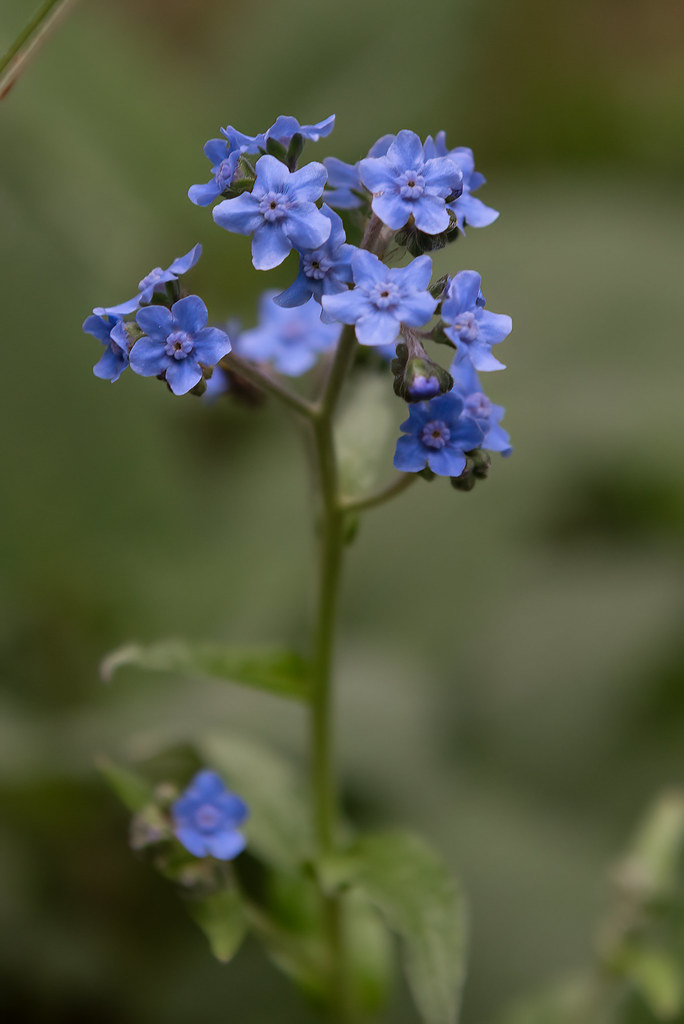 Chinese forget me nots