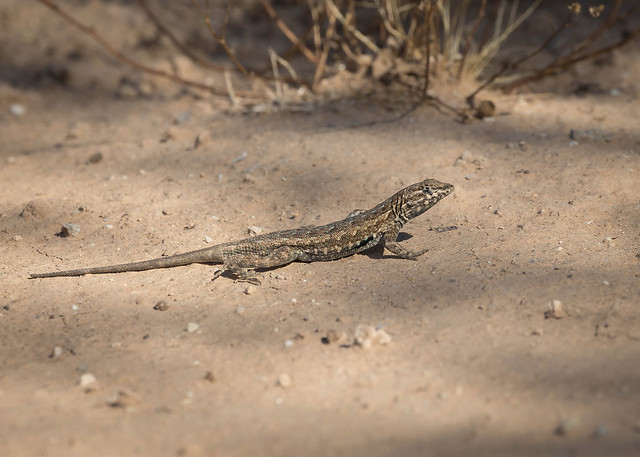 Common Side-blotched lizard