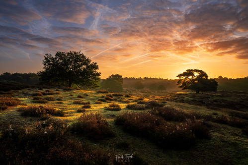 Sunrise at Westrup Heath by photoxisch, What a morning!landscape landschaft heath heide westruperheide westrupheath sunrise sonnenaufgang hi