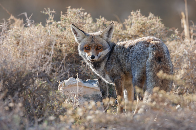 Red fox cub (Vulpes vulpes)