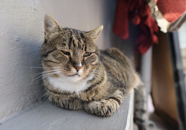 Mr. Istanbul cat