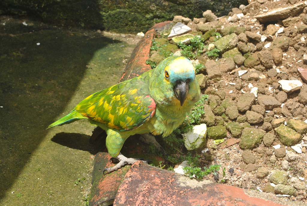 Amazona aestiva (papagaio-verdadeiro)