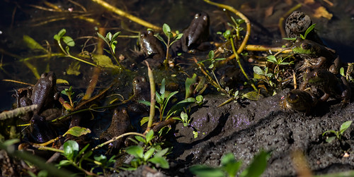 Frogopolis At Kelsey Slough in Clear Lake State Park, California.  We have come to this park for over 30 years and have never seen such an explosion in frog numbers.  Usually we have to sit quietly for many minutes and hope that a single frog will move and reveal itself.  This trip they were not even a bit bashful.

These frogs here were at most 1-1/2 inches long.