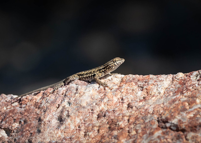 Common Side-blotched lizard