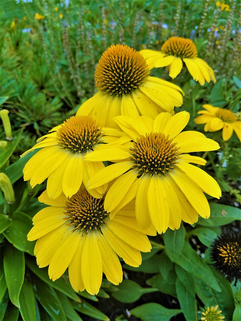 Black eye  Susans, A vibrant summer flower