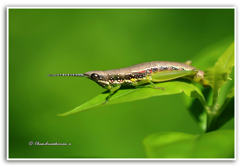 12654 - wingless grasshopper
