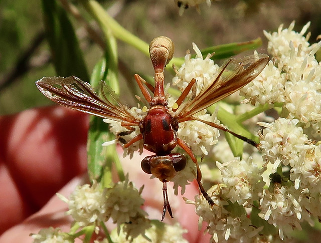 Thick-headed Fly, Physocephala texana, Scotia Canyon, Cochise County