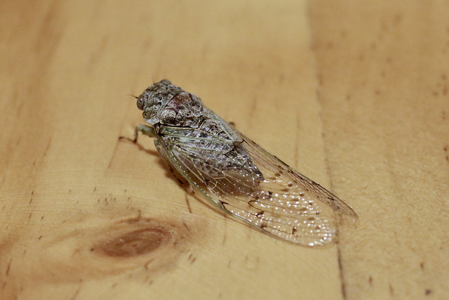 Proarna sp. (Cicadidae: Cicadinae: Fidicinini)