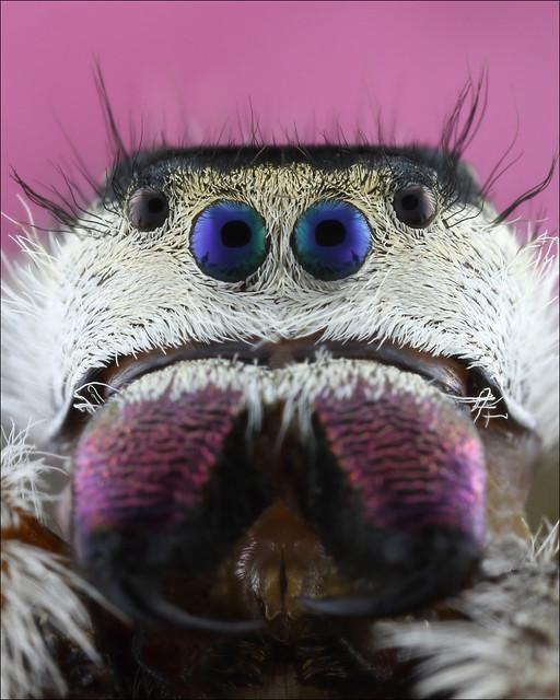 Female Regal Jumping Spider Close up 1