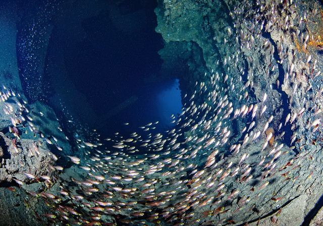 Glassfish in Dunraven Wreck, Red Sea