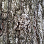 Underwing moth on oak tree I think it is Catocala neogama &amp;quot;the bride&amp;quot;