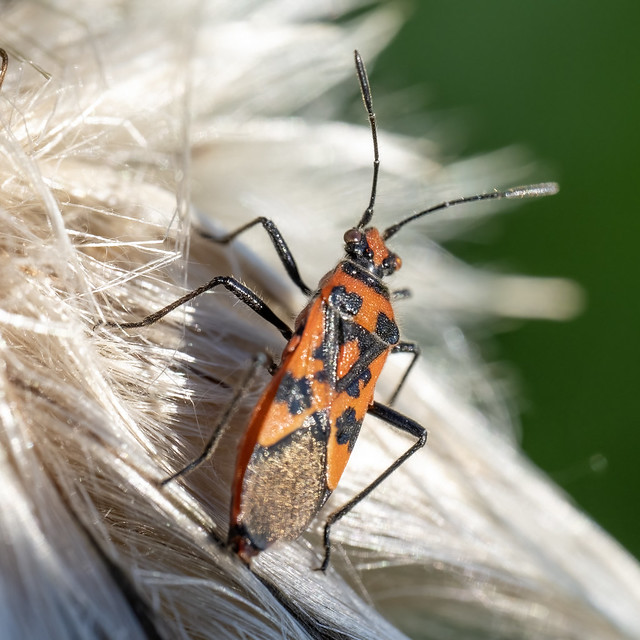 Kaneelglasvleugelwants-Cinnamon bug (Corizus hyoscyami)
