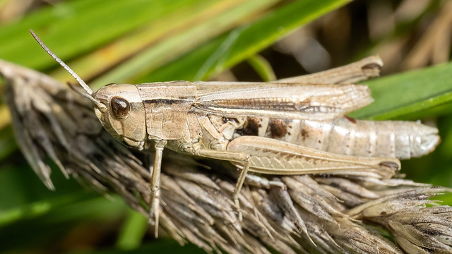 Kustsprinkhaan-Lesser Marsh Grasshopper (Chorthippus albomarginatus)