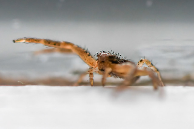 Krabbeedderkop Sp-Crab spider, Krabbenspinnen, Krabbspindlar (Thomisidae)-3800