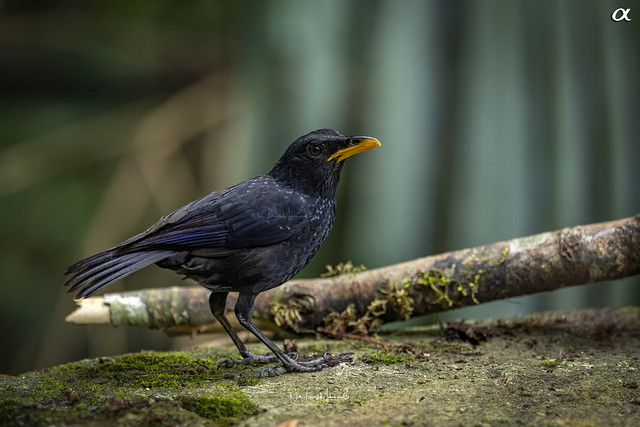 Blue whistling-thrush