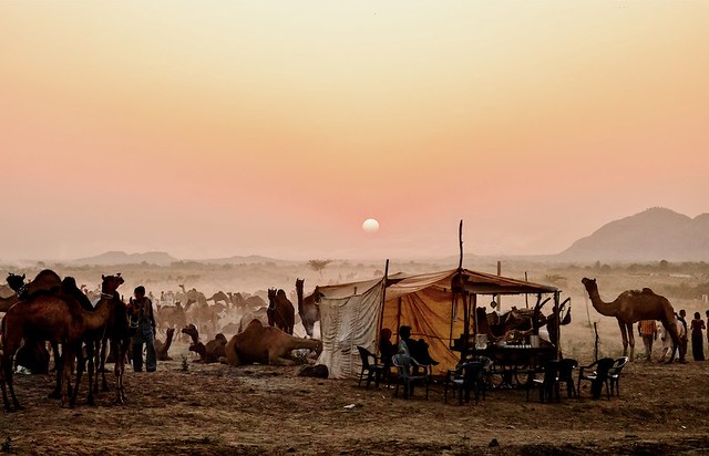 Inde - La foire aux dromadaires de Pushkar.