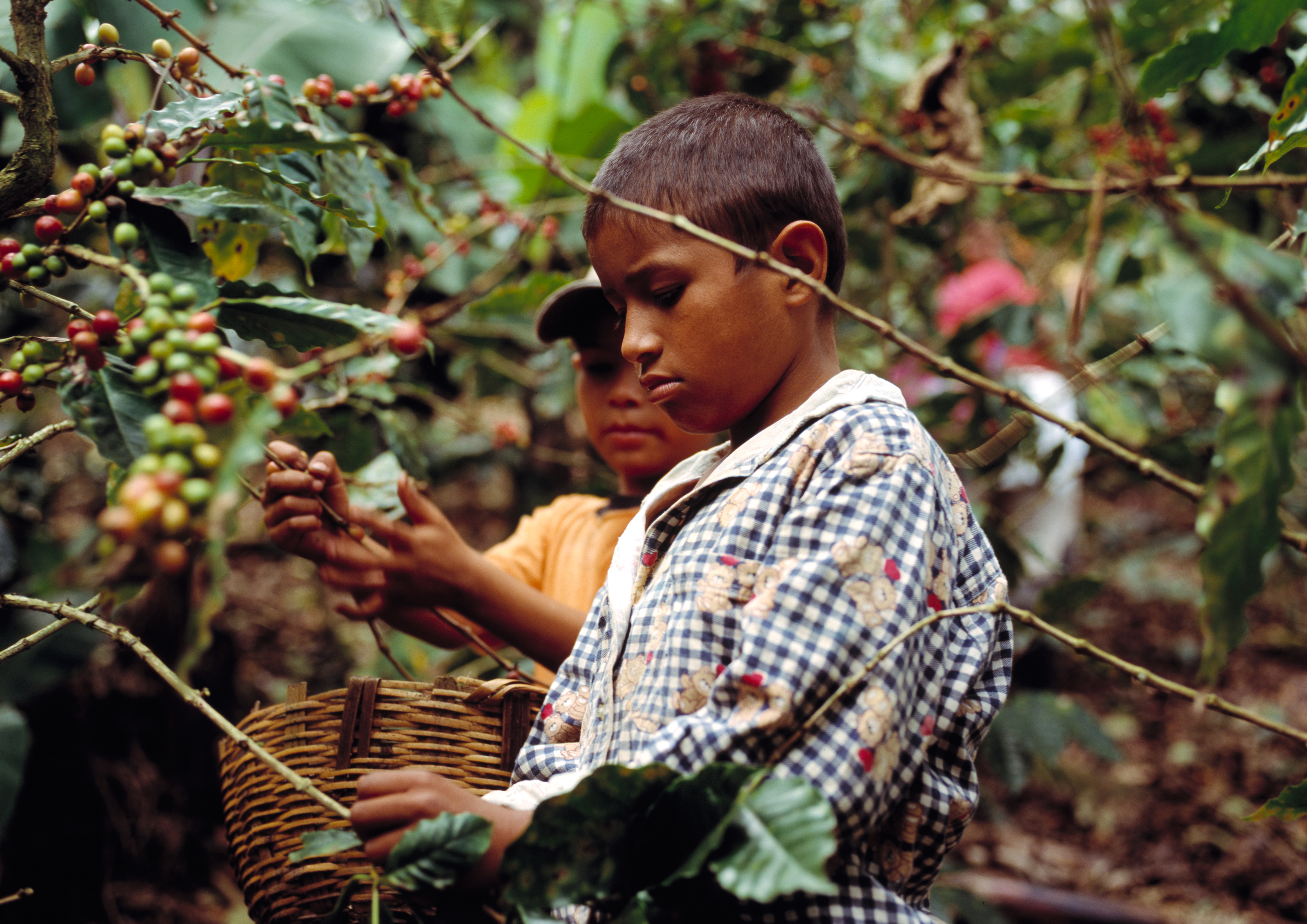 Nguồn gốc của cà phê thương mại bình đẳng – fair trade coffee