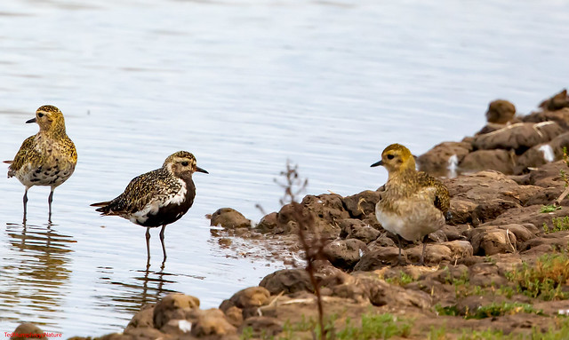 Golden Plovers chill at Titchwell Sept 2023